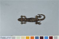 藏品(鉛山壁虎)的圖片